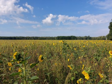 Lato z „Kwietną” na Nieborowskim Polu., 